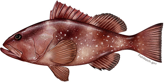 Red grouper Red grouper
