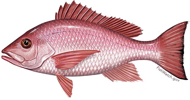 Red snapper