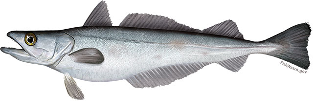 Silver hake Silver hake