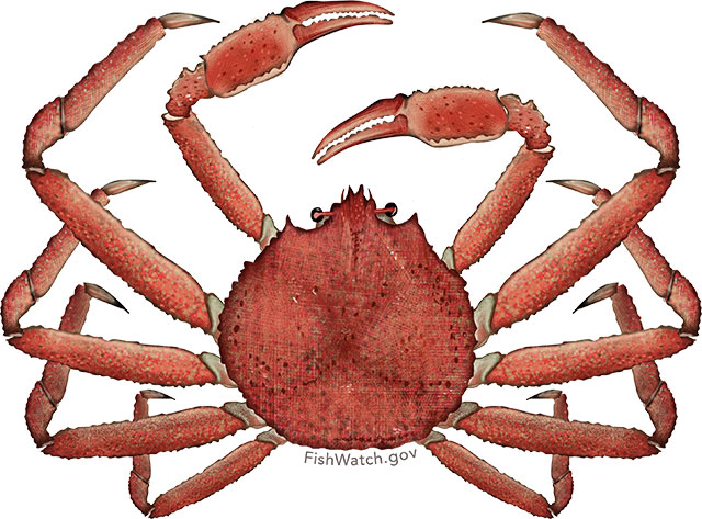 Bering sea crab