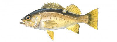 Yellowtail rockfish Yellowtail rockfish
