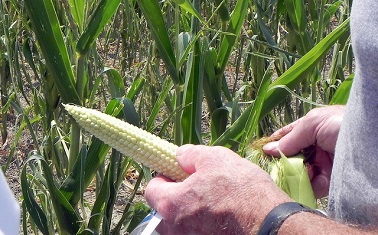 corn