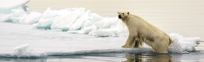 Polar bear coming out of the water