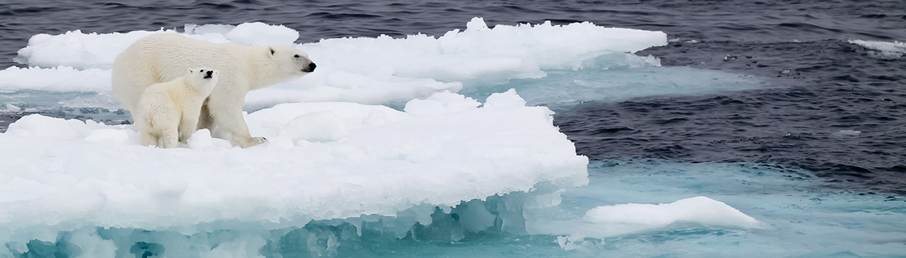 Polar bears on melting ice