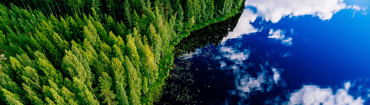 trees and water