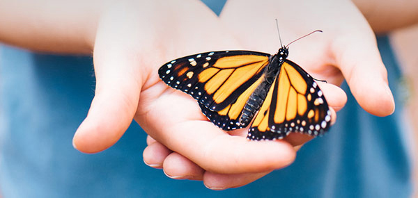 Heres What You Can Do To Help Monarch Butterflies