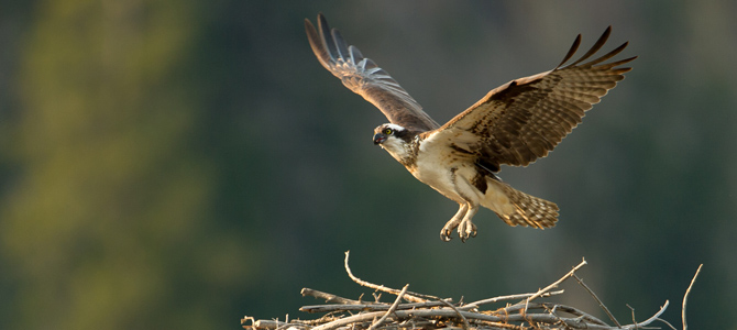 an osprey returning to its nest
