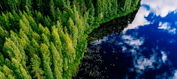 Aerial view of evergreens bordering the coastline.