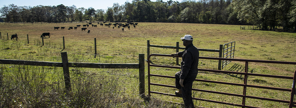 Farmer looking at cattle