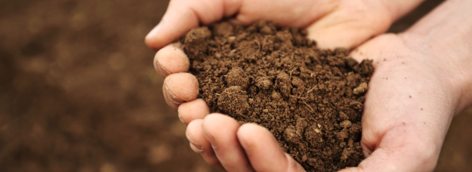 Hands holding soil