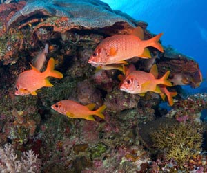 Red snapper