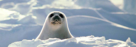 Seal