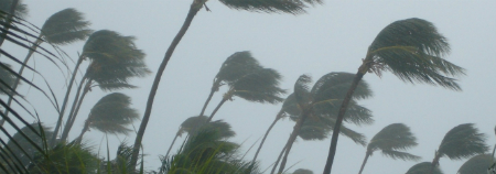 Hurricane pushing palm trees