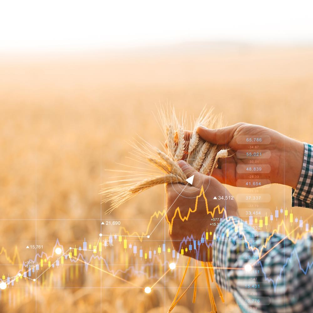 Farmer hands inspecting wheat in field.