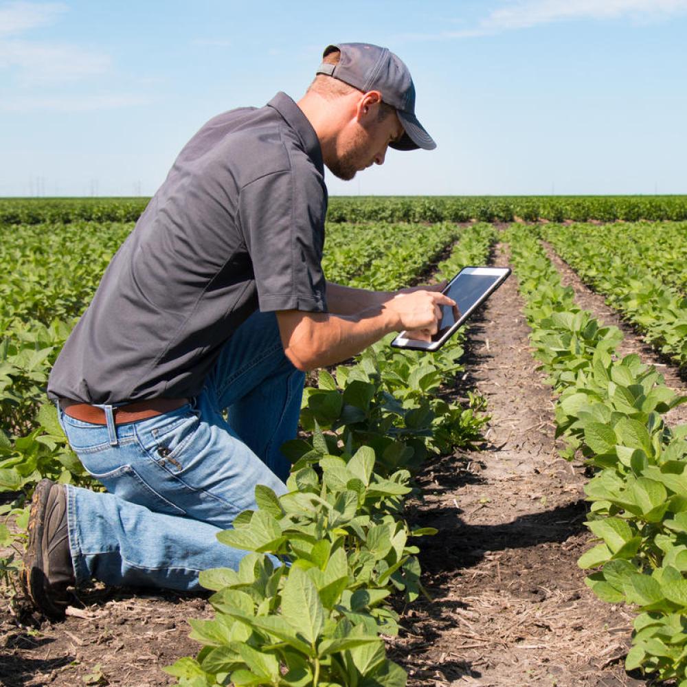 Agronomist using a tablet in an agricultural field.