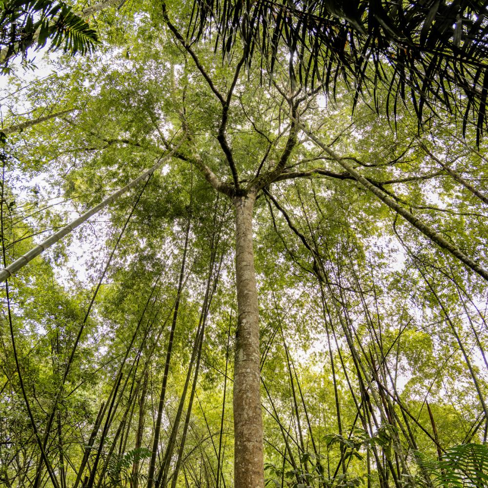 Beautiful, towering tree in a lush forest.