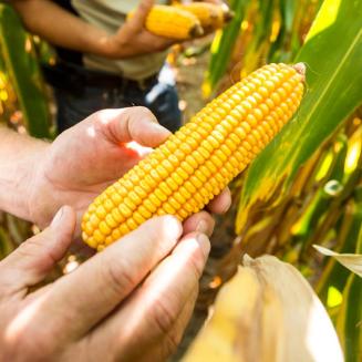 Hands holding ear of corn in a cornfield