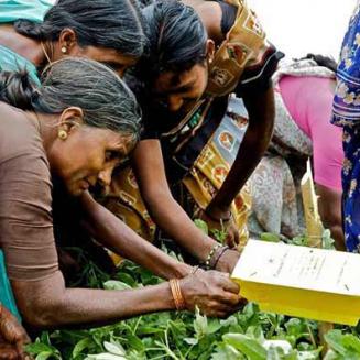 Women in rural India looking at a document