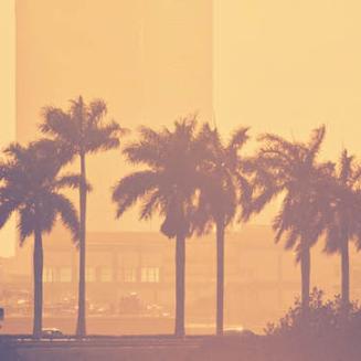 Sun and palm trees with cityscape in background