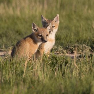 San Joaquin kit foxes in grass