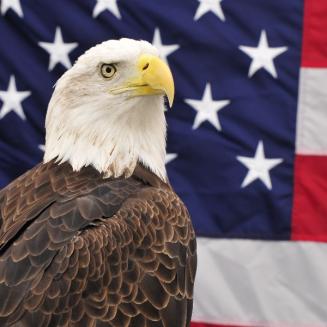 Bald eagle in front of American flag