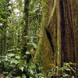 Tropical forest floor
