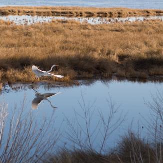 Coastal wetlands in Virginia