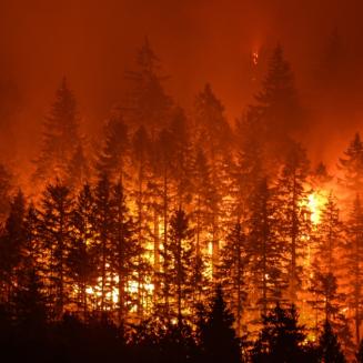 wildfires ravaging a forest