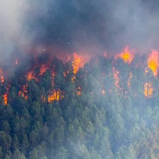 wildfires ravaging a forest