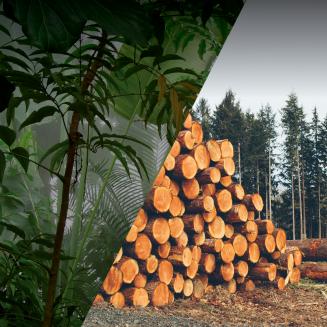 Split image of standing rainforest and logged tree trunks