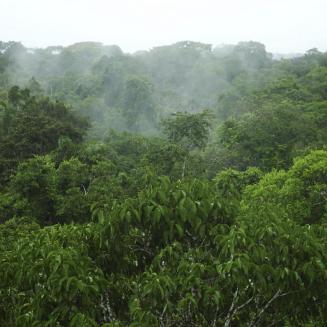 Bill from Majority Leader Hoyer Would Protect Tropical Forests
