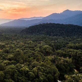 Forest in Brazil