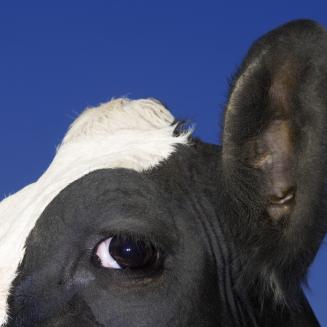 Close up photo of the eye, ear and top of the head of a black and white cow against a blue sky