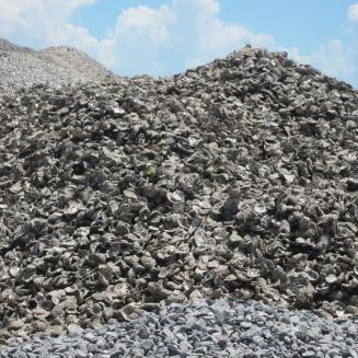 A large pile of oyster shells