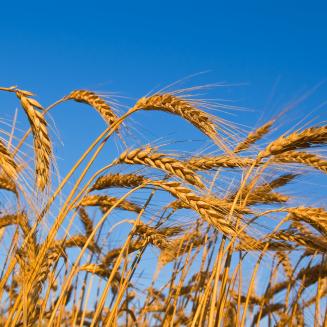 Closeup of field wheat with blue sky