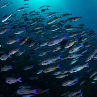 A school of beautiful fish