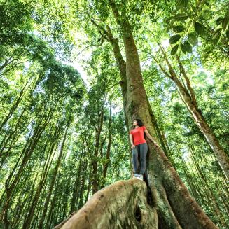 Young asian woman stands at the base of a tree in a tropical forest