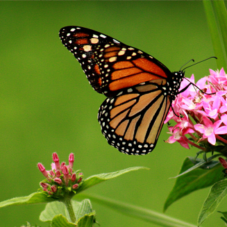 Monarch butterfly on pink bloom