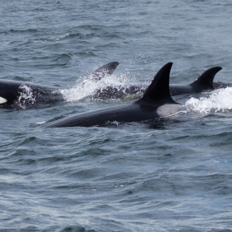 A pod of orca whales swimming in the ocean