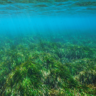 A bed of seagrass on the ocean floor