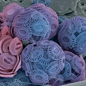 Microscopic image of calcareous phytoplankton