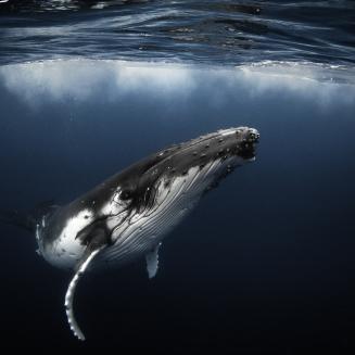Humpback whale playfully swimming underwater in clear blue ocean