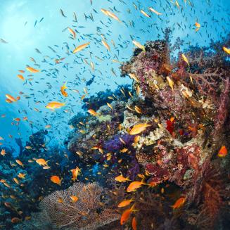 Coral reef surrounded by brightly colored fish