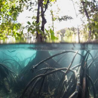 Mangrove forest half underwater"