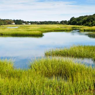 A marshland with trees in the distance