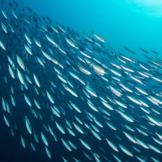 A school of fish swimming underwater