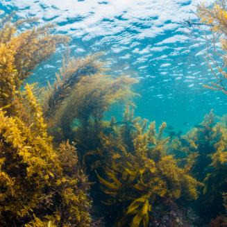 Underwater shot of seaweed