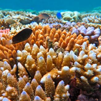 A fish swims near a coral reef