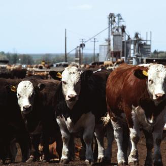 Cows standing in a line