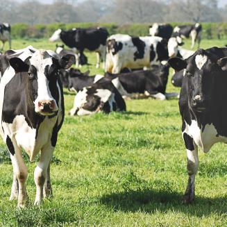 Black and white cows in a grassy field